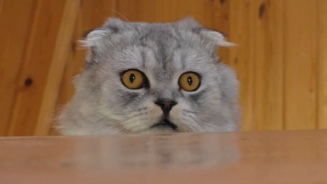 ТОП товаров для КОТА и ЩЕНКА! Ариела ранила Сладуна!!!