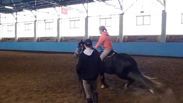 Заездка серого коня