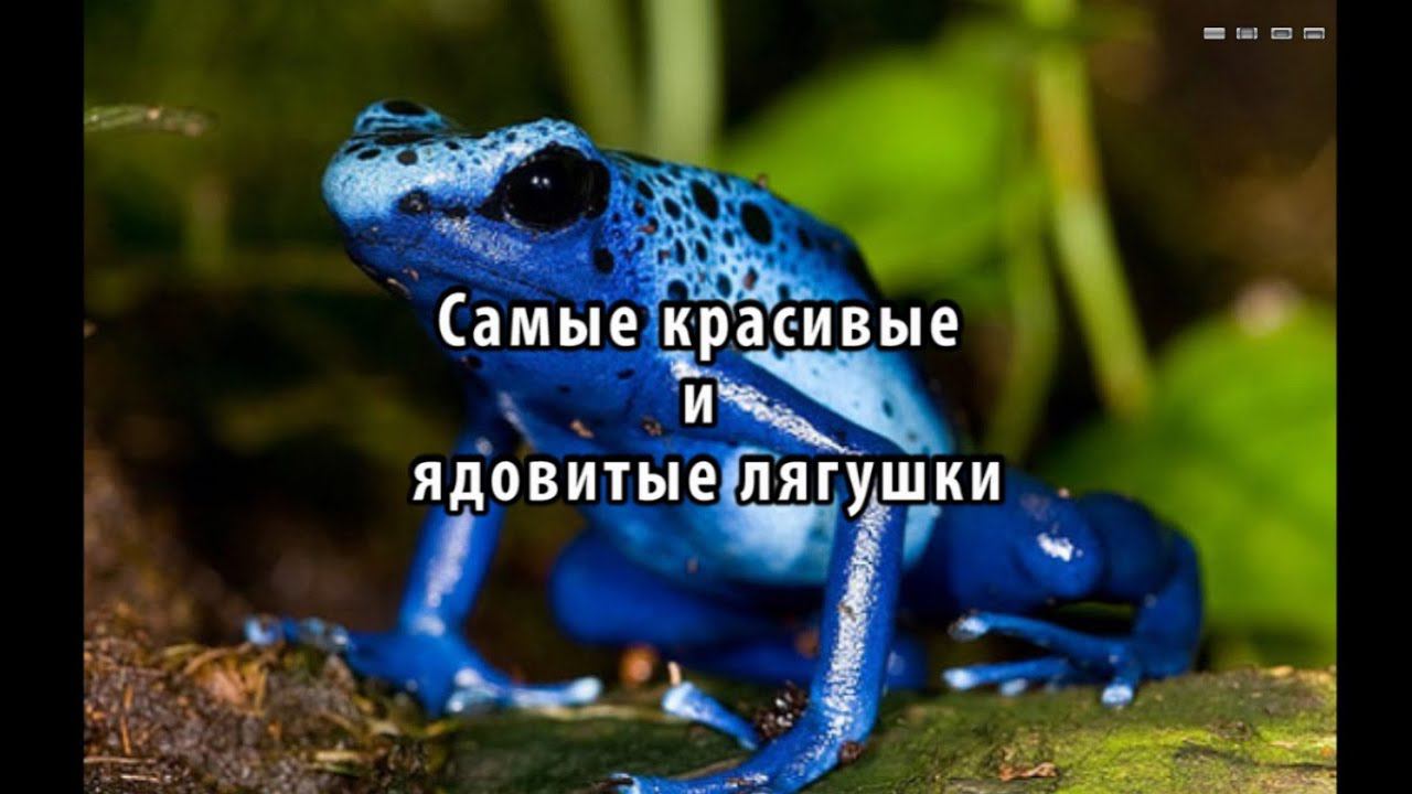 Самые красивые и ядовиты лягушки