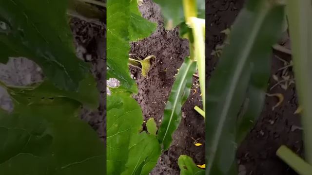 Урожай!!!🌽🌻🌻