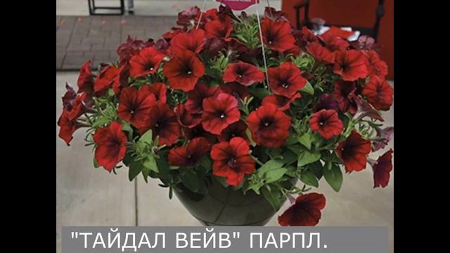 Петуния из семян/когда сеять ПЕТУНИЮ на рассаду