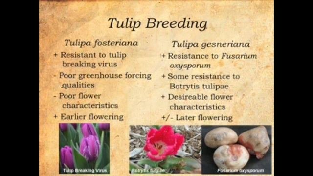 Miller, Traveling Tulip