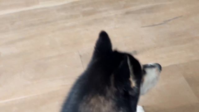 Finding Out the Genders of My ELEVEN Rescue Husky Puppies!