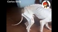 Amazing Transformation Of Starving Dog After Rescued Dog Rescue Stories