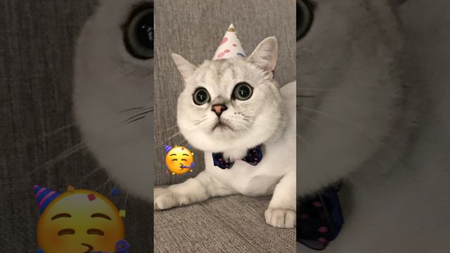 Кот в эмодзи 😺 забавное видео с котом
