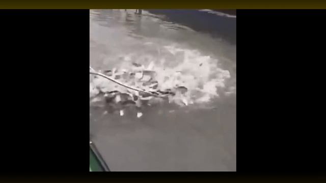 Рыбу сачком/Fish net