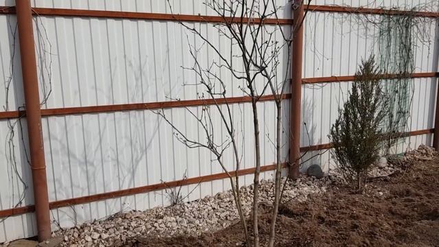 Как пересадить ВЗРОСЛЫЙ КУСТАРНИК "женскими руками".