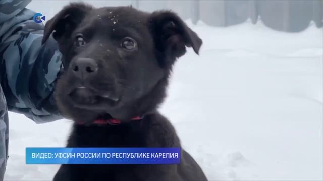 На службу в карельские учреждения УФСИН поступили ещё двое хвостатых «новобранцев»
