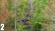 Sony A6700 | The Ultimate Camera For Birding?