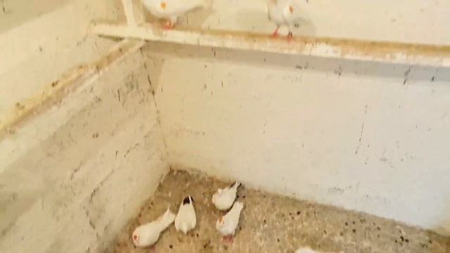 Переношу Пискунов в гонную! I transfer baby pigeons to another dovecote!