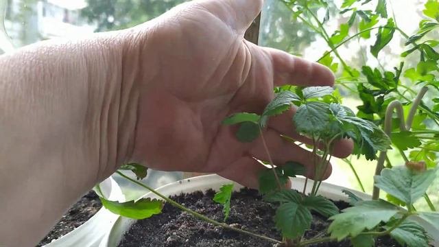 Земляника на окне. Способы размножения.