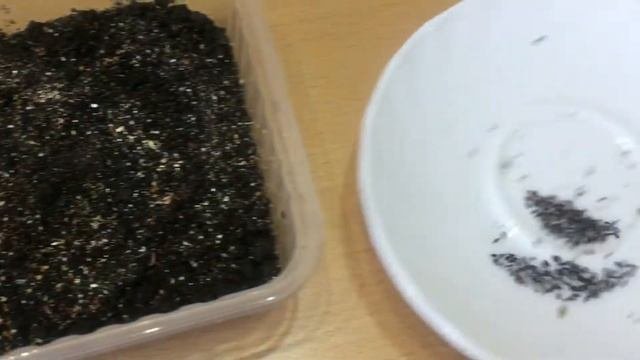 Срочно сеем лаванду! Уже пора.Посев лаванды.