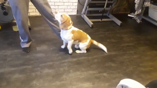 Бигль. Виляй хвостом!