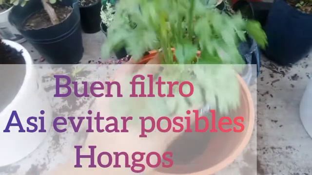 Como cuidar la planta Marimonia/Ranunculus #marimonia #ranunculus #flores @bitasanchez2834