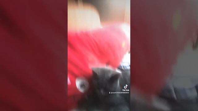 мой кот