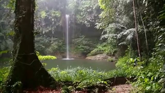 Успокаивающее журчание воды и пение птиц.The soothing murmur of water and the singing of birds.