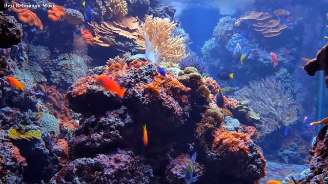? Аквариум для расслабления / Aquarium for relaxation ?