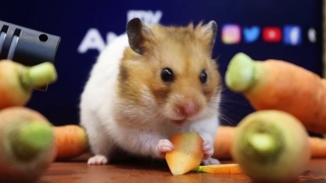Hamster Eating Carrot ASMR Mukbang ?1