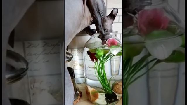 Хитрый кот, покушается на золотую рыбку?#shorts #cat #funny #catlover #animals #tiktok #funnyvideo