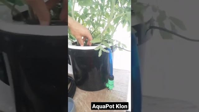 Цифомандра клонирование помидоров на гидропонике