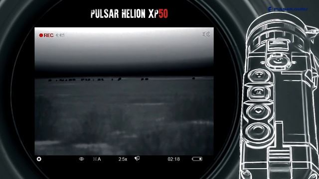 Волки разорвали 9 лошадей! Охота на волка в дельте Волги, Астрахань.