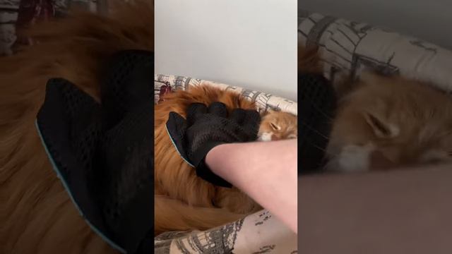 Перчатка для кошек и собак от шерсти