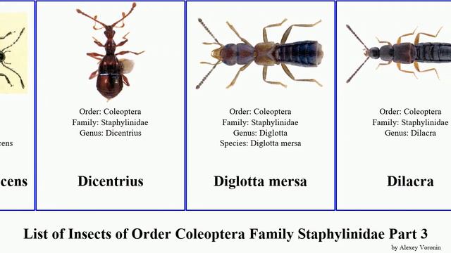 List of Insects of Order Coleoptera Family Staphylinidae Part 3 eusphalerum deinopteroloma enigma