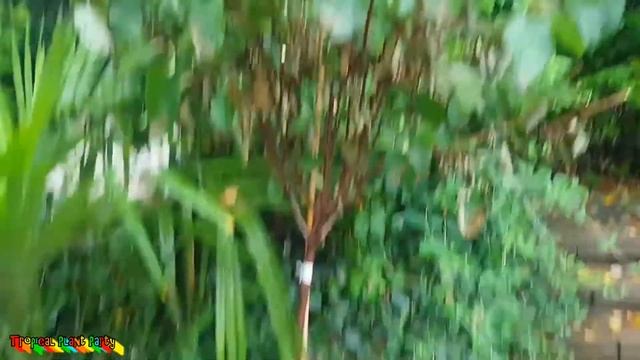 Sun Cooked Plants! // Pruning Vanilla Strawberry Hydrangea Trees // Tropical Plant Party