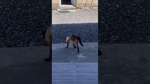 Кот Макгрегор )