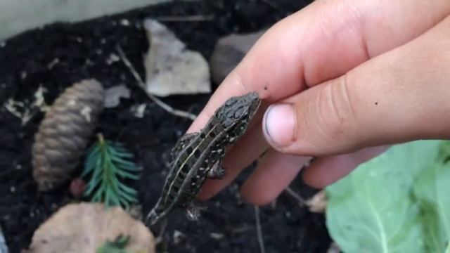 Укус прыткой ящерицы