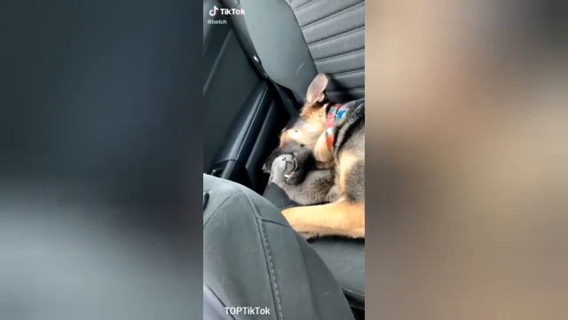 Самые милые животные ❤️ Самые смешные животные из Tik Tok #7🐶TOP ПОДБОРКА 2020 🐱ПРИКОЛЫ ПРО ЖИВОТНЫ