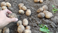 Начало уборки картофеля на проекте Суворова. Надежды на хороший урожай не оправдались. 14092023.