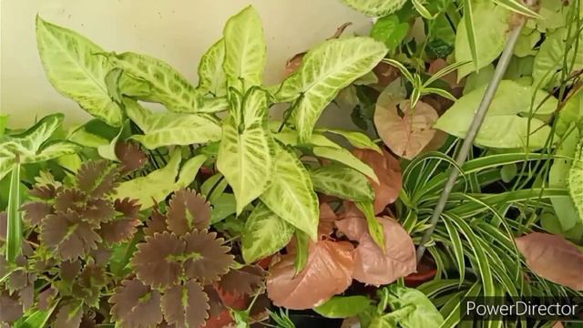 Yellowing Of Syngonium Leaves- Reasons & Solution