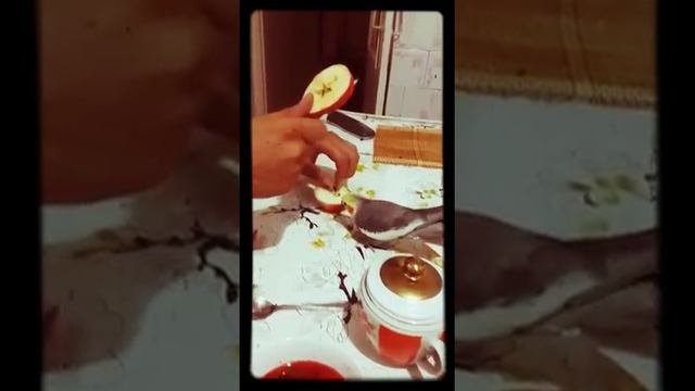 Реакция голодного попугая на яблочные семечки.