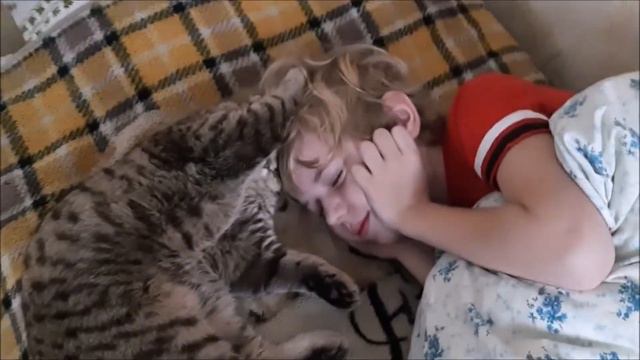 Шотландский кот Фомка , наш питомец будит сына!!!