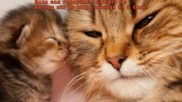 How can I get Rid of Cats