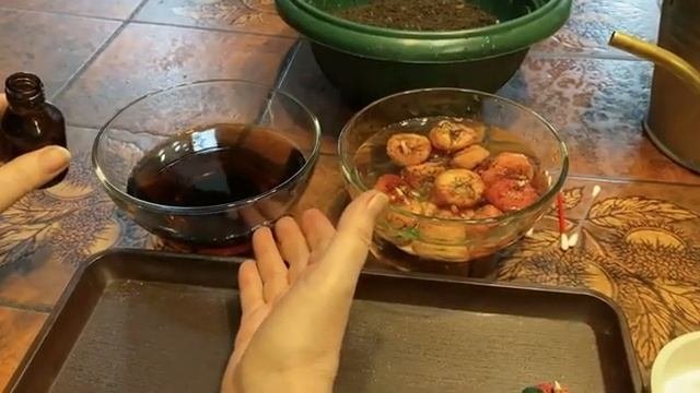 КАК ПРОРАСТИТЬ ГЛАДИОЛУСЫ!