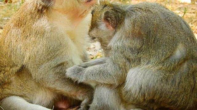 Young Broungo Monkey Come To Offer Best Grooming  Finding Lice To Eat For Big Vannie Monkey