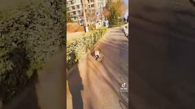 Китайская собачка отжигает.Подпишитесь если понравилось.Follow me if you like.