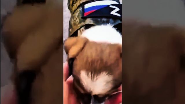 четвероногий боец