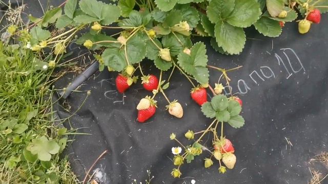 Крапо 10. Нейтрал. Поражает своей урожайностью.