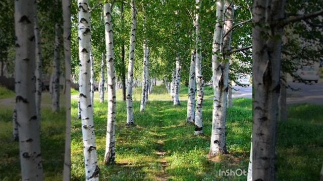 Береза