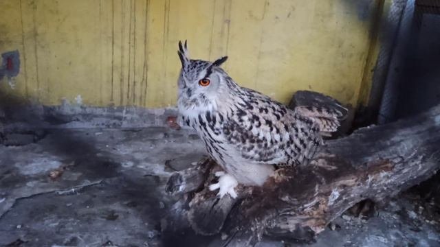 Директор проснулся😂🦉❤👍
