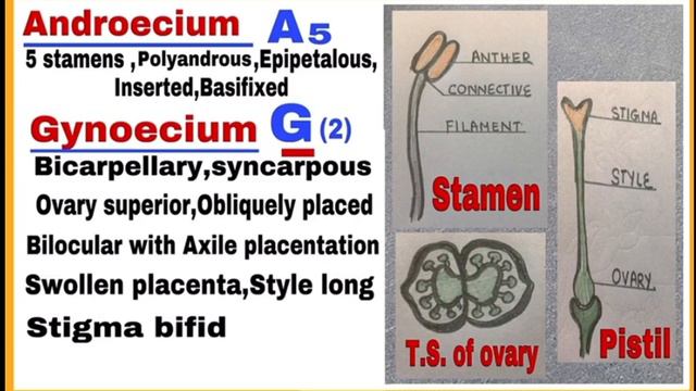 Study Flowering Plant Of Families Solanaceae & Liliaceae/Experiment 4/class11/biology/1st Term