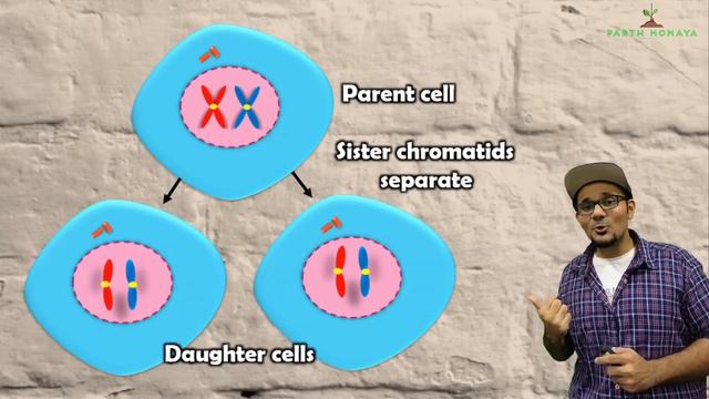 Mitosis || Life processes in Living Organisms Part 1 Class 10 SSC CBSE