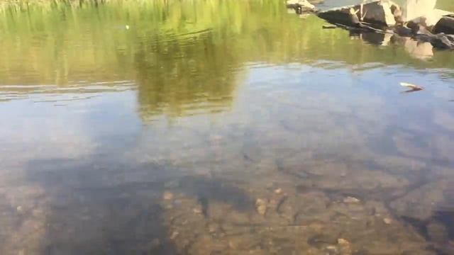 Рыбки.