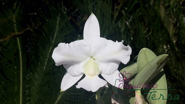 Cattleya walkeriana alba labeloide Desejo Proibido TE