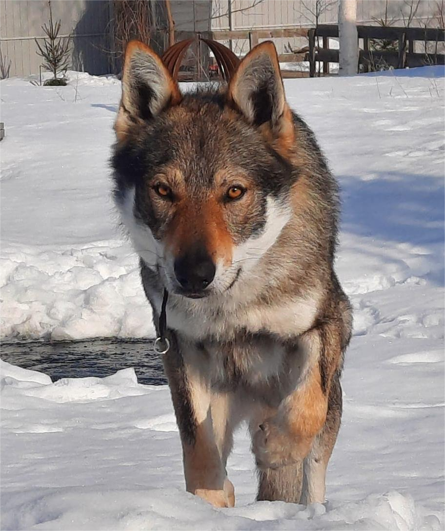 Чехословацкая волчья собака Велес
