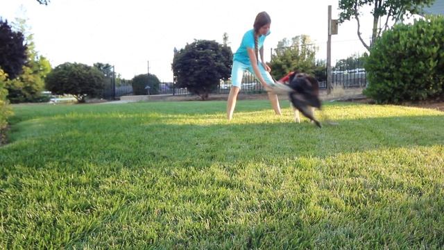 Java's entry to EpicTrickDogs trick challenge - leg weaves