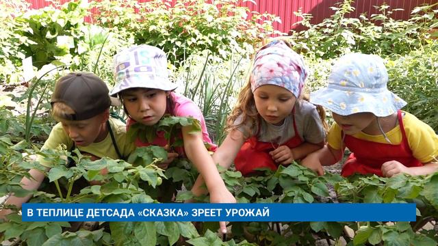 В ТЕПЛИЦЕ ДЕТСАДА «СКАЗКА» ЗРЕЕТ УРОЖАЙ